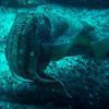 Picture taken during the dive