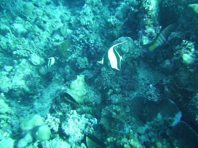 Rashdoo Atoll Divers Kuramathi - Dive Center in Maldives