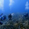 Picture taken during the dive