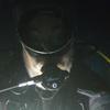 Picture taken during the dive