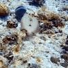 Picture taken during the dive