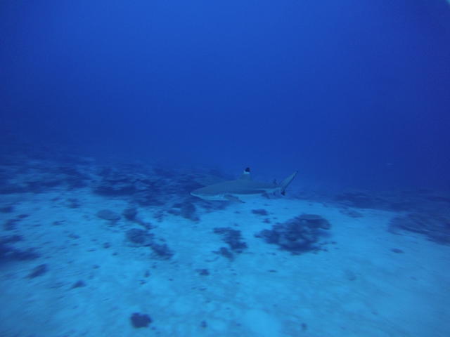 Hemisphere Sub - Dive Center in 法属波利尼西亚