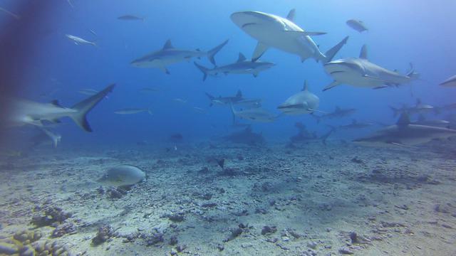Topdive Tahiti - Dive Center in 法属波利尼西亚
