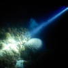 Picture taken during the dive