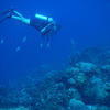 Picture taken during the dive