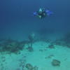 Picture taken during the dive