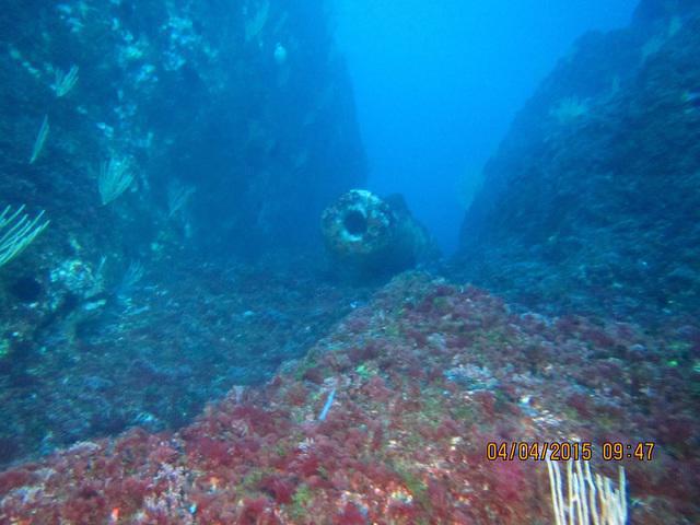 Narval Plongee - Dive Center in France