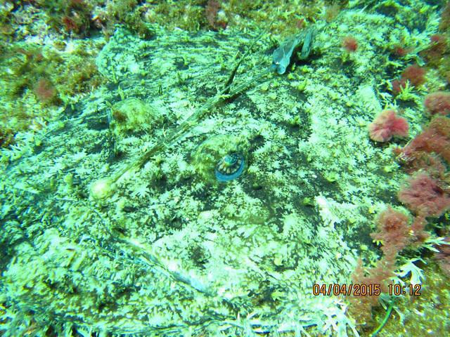 Narval Plongee - Dive Center in France