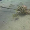 Picture taken during the dive