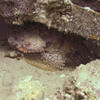 Picture taken during the dive