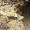 Picture taken during the dive