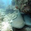 Picture taken during the dive