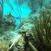 Picture taken during the dive