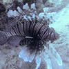 Picture taken during the dive