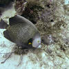 Picture taken during the dive
