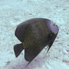 Picture taken during the dive