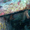 Picture taken during the dive