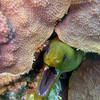 Picture taken during the dive