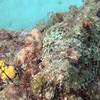 Picture taken during the dive