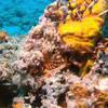 Picture taken during the dive