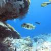 Picture taken during the dive