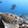 Picture taken during the dive