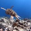 Picture taken during the dive