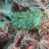 Picture taken during the dive