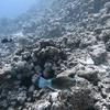 Picture taken during the dive