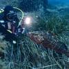 Picture taken during the dive