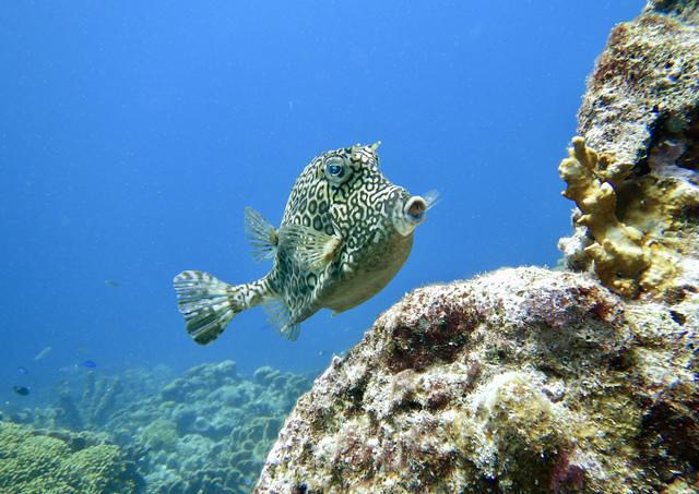 Diving in Netherlands Antilles, Curacao - By Paul Bakker