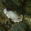 Picture taken during the dive