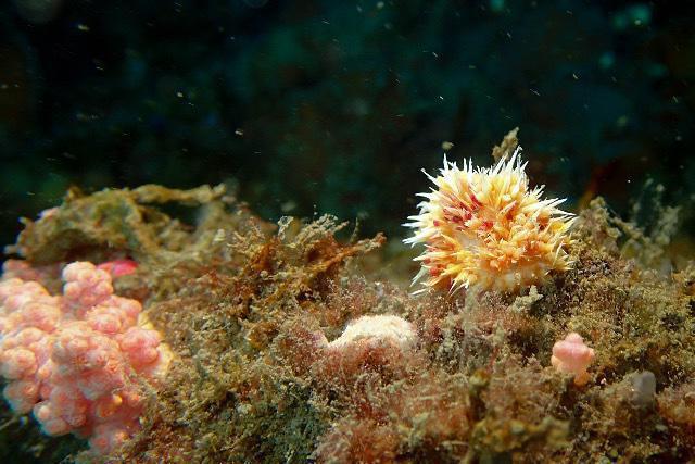 Diving in Taiwán, New Taipei City - By Pei-Chun Lo