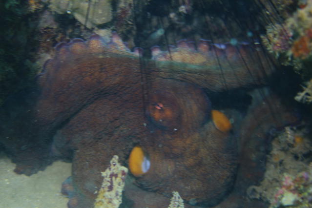 Vietnam Explorer - Dive Center in Viet Nam