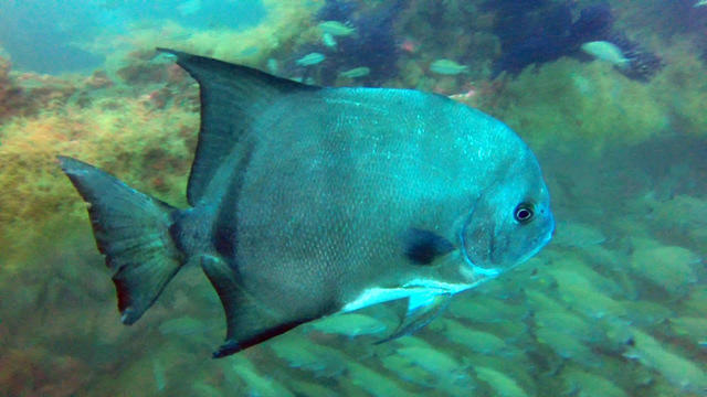 Discovery Diving Co., Inc. - Dive Center in United States