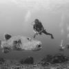 Picture taken during the dive