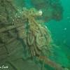 Picture taken during the dive