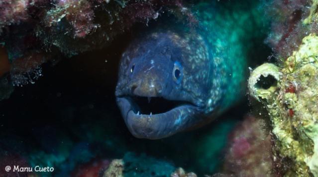 Diving in Spain, Comunidad Valenciana - By Manu-Mbesub