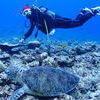 Picture taken during the dive