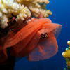 Picture taken during the dive