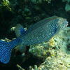 Picture taken during the dive