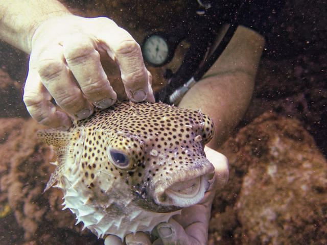 Azul Profundo - Dive Center in Brazil