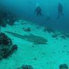Picture taken during the dive