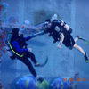 Picture taken during the dive