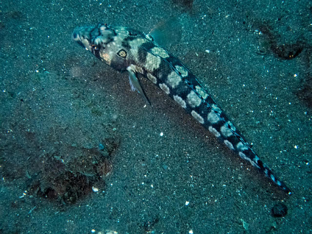 Bali Scuba - Dive Center in Indonesia