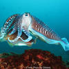 Picture taken during the dive