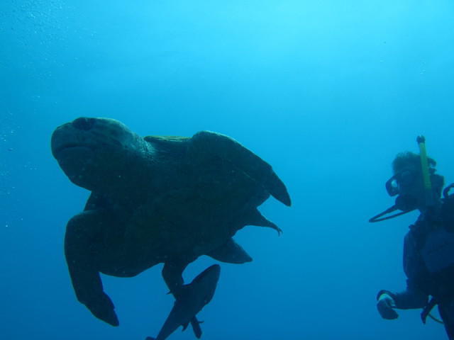 Hamanasi - Dive Center in Belize