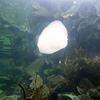 Picture taken during the dive
