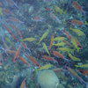 Picture taken during the dive