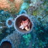 Picture taken during the dive
